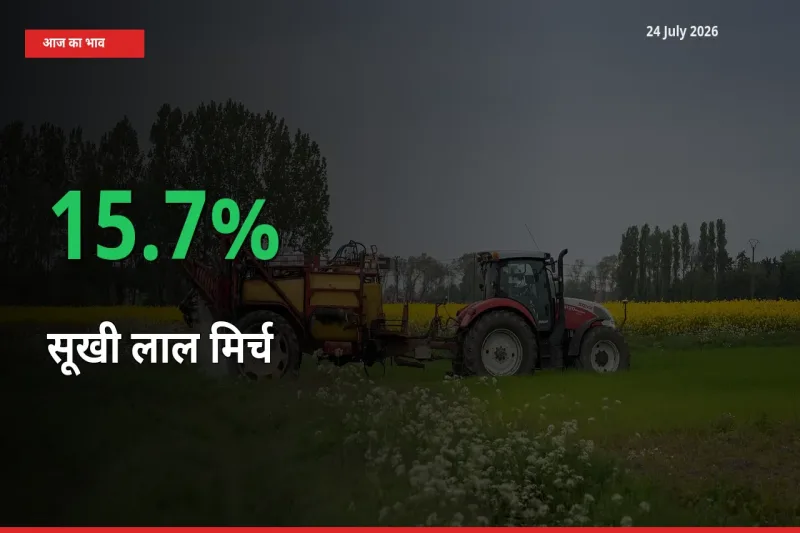 स्थानीय मंडी में सूखी लाल मिर्च के दाम अचानक 15.7% उछले, किसान सतर्क
