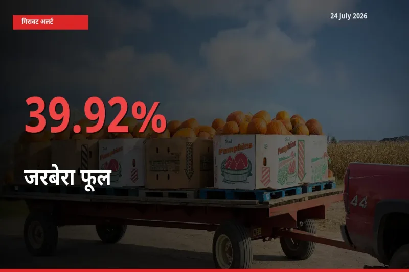 39.92% की गिरावट! मंडी में जरबेरा फूल के दाम अचानक टूटे