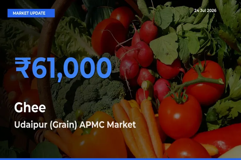 Top Performer! Udaipur (Grain) APMC Offers Best Ghee Price Today