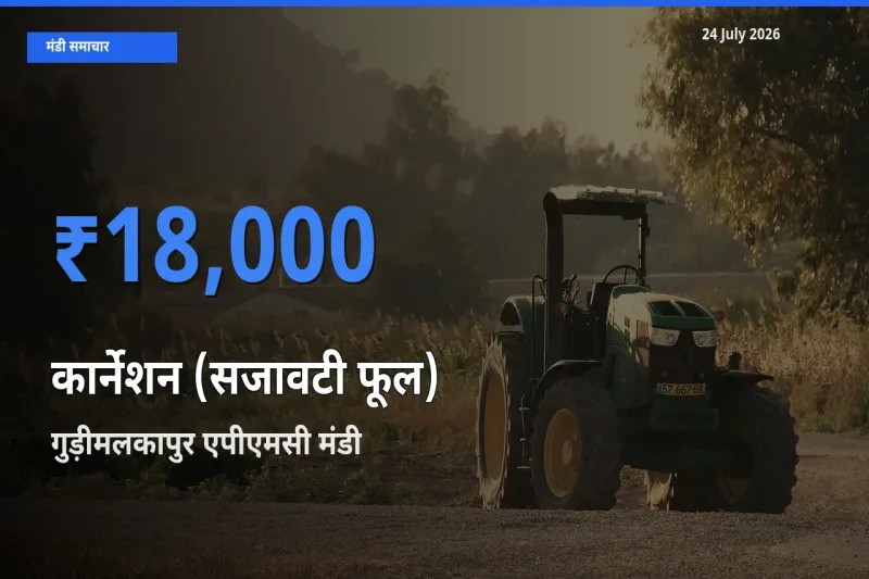 गुड़ीमलकापुर एपीएमसी मंडी में कार्नेशन (सजावटी फूल) ₹18,000 पर पहुँचा – आज का सर्वोच्च भाव