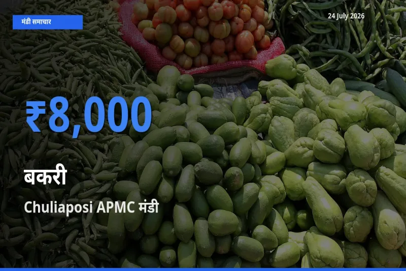 आज बकरी के सबसे ऊँचे दाम ₹8,000 Chuliaposi APMC मंडी में