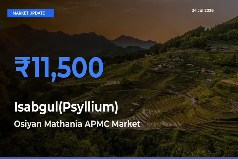 Isabgul(Psyllium) Mandi Rate Today: Osiyan Mathania APMC Tops the List
