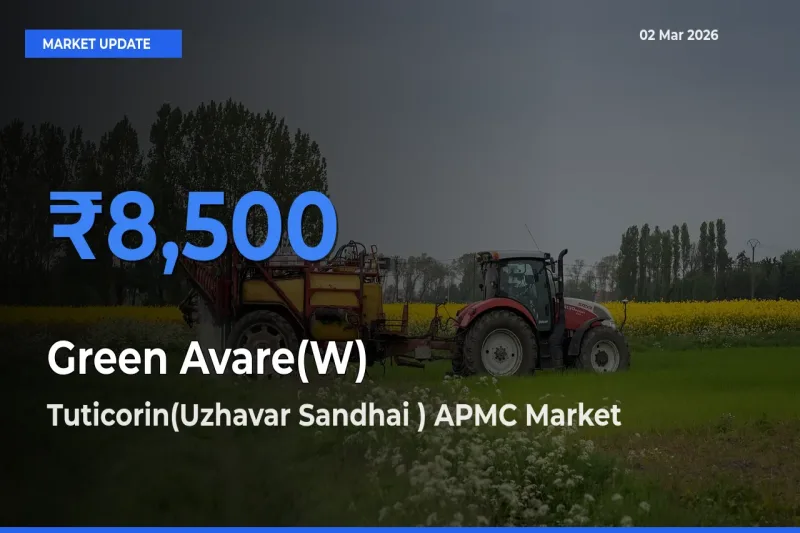 Tuticorin(Uzhavar Sandhai ) APMC Emerges as Top Mandi for Green Avare(W) Prices Today