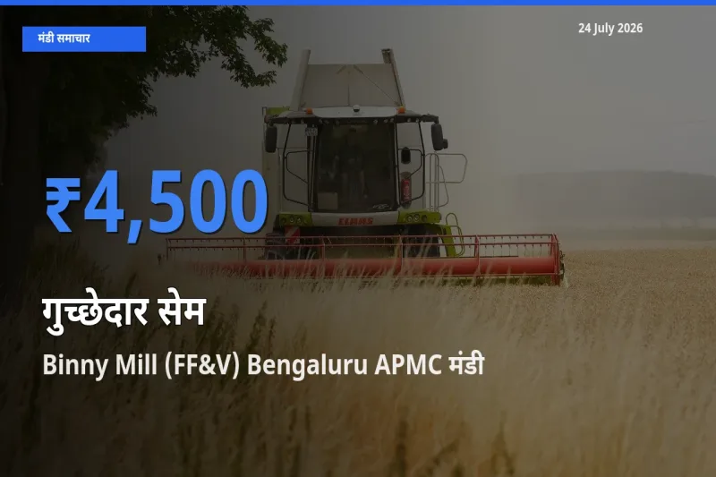 Binny Mill (FF&V) Bengaluru APMC मंडी में गुच्छेदार सेम ₹4,500 पर पहुँचा – आज का सर्वोच्च भाव