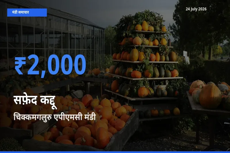 चिक्कमगलुरु एपीएमसी मंडी में सफ़ेद कद्दू ₹2,000 पर पहुँचा – आज का सर्वोच्च भाव