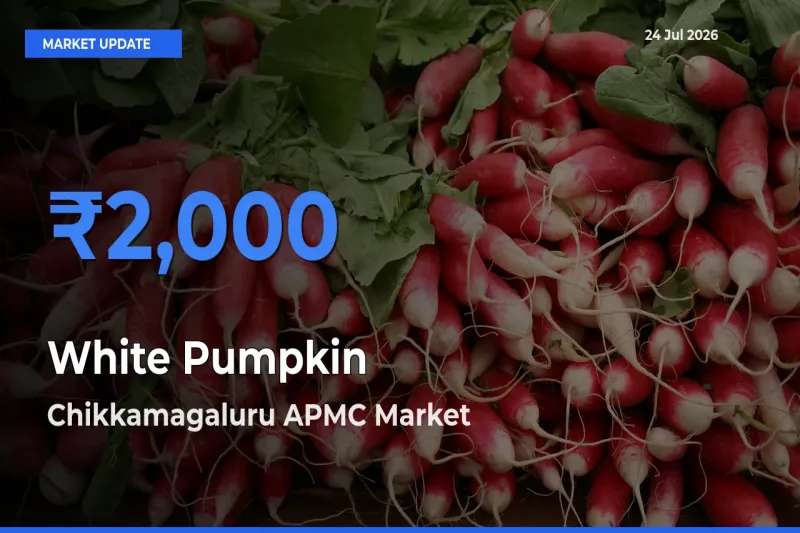 Chikkamagaluru APMC Tops White Pumpkin Mandi Rates Today