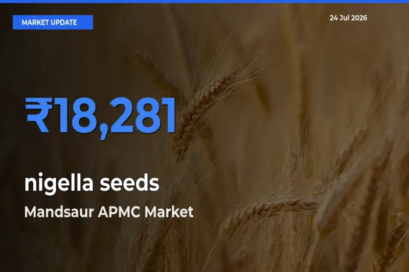 Mandsaur APMC Tops nigella seeds Rates – July 24 Market Update