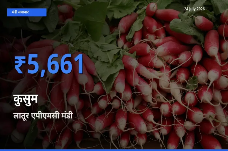 लातूर एपीएमसी में कुसुम का आज सबसे ऊँचा भाव