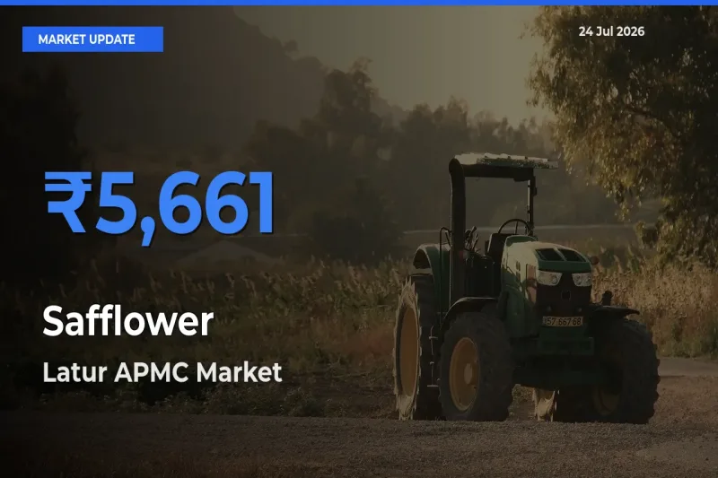 Top Performer! Latur APMC Offers Best Safflower Price Today