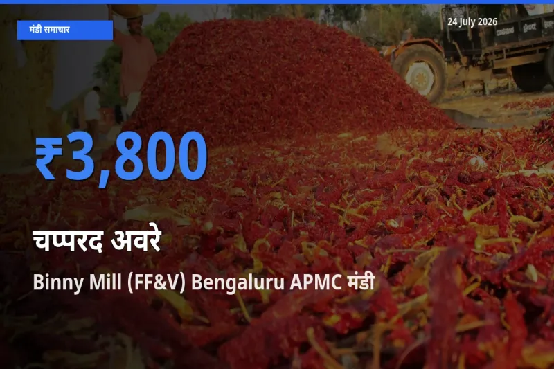 Binny Mill (FF&V) Bengaluru APMC मंडी में चप्परद अवरे ₹3,800 पर पहुँचा – आज का सर्वोच्च भाव