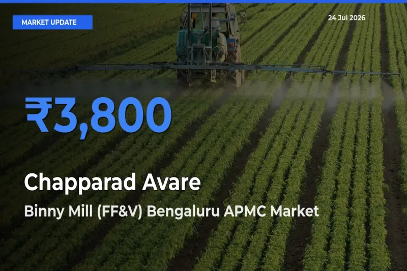 Binny Mill (FF&V) Bengaluru APMC Offers ₹3,800 – Highest Chapparad Avare Rate Today