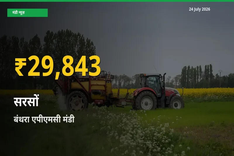 रिकॉर्ड तेज़ी! बंथरा एपीएमसी में सरसों ₹29,843 पर पहुँचा