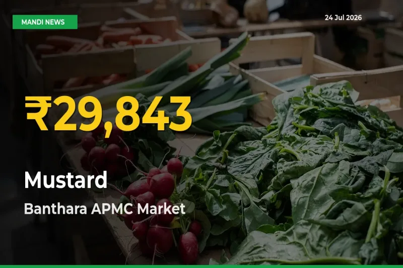 Fresh Record! Mustard Price Climbs to New High in Banthara APMC