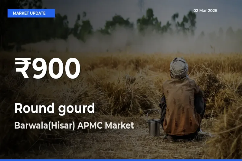 Why Round gourd Prices Slumped in Barwala(Hisar) APMC – 30-Day Low Today