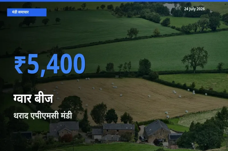 टॉप मंडी बना थराद एपीएमसी! ग्वार बीज के सबसे ऊँचे दाम यहीं दर्ज