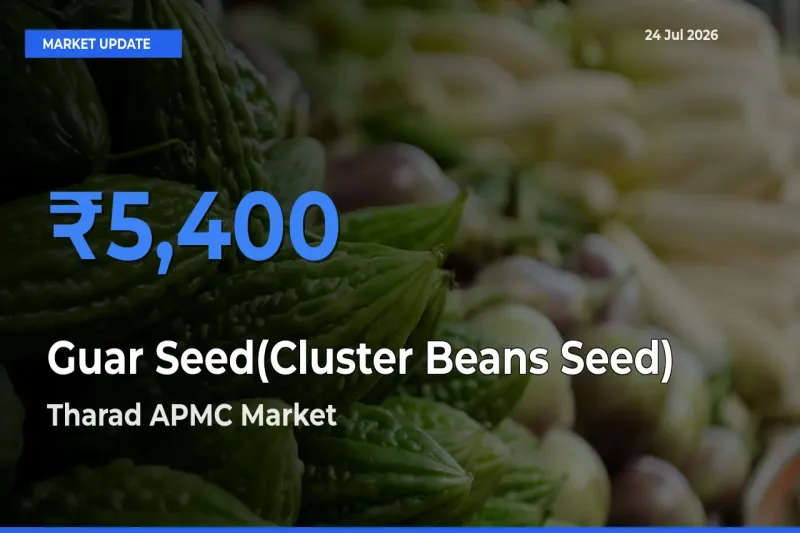 Farmers Prefer Tharad APMC as Guar Seed(Cluster Beans Seed) Hits Highest Rate