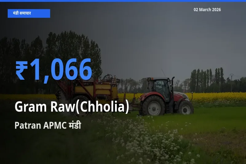 Patran APMC मंडी में आज हरा चना (छोलिया) के सबसे ऊँचे दाम दर्ज
