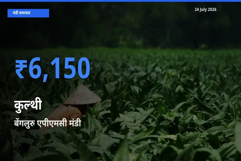 आज कुल्थी के सबसे ऊँचे दाम ₹6,150 बेंगलुरु एपीएमसी मंडी में