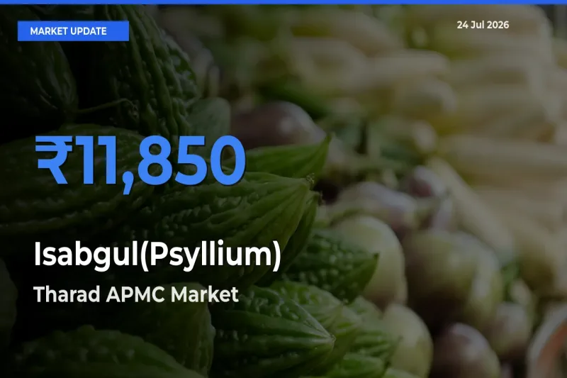 Tharad APMC Tops Isabgul(Psyllium) Mandi Rates Today