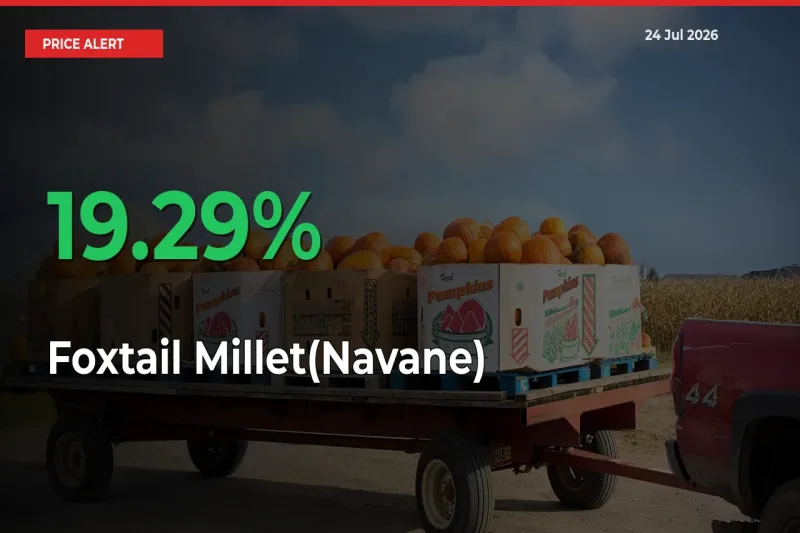 Big Rally! Foxtail Millet(Navane) Climbs 19.29% in 24 Hours at Top Mandis