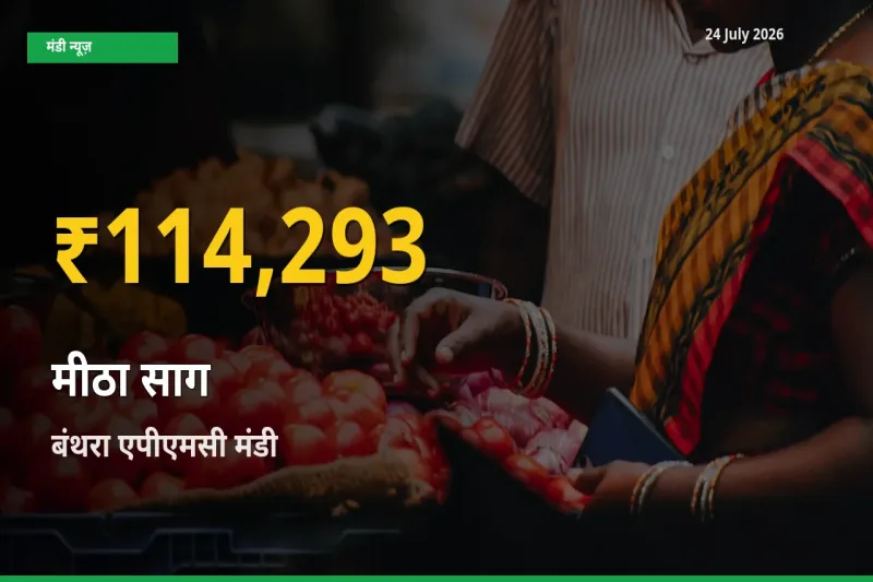 आज का मंडी भाव: बंथरा एपीएमसी में मीठा साग सबसे ऊँचे स्तर पर
