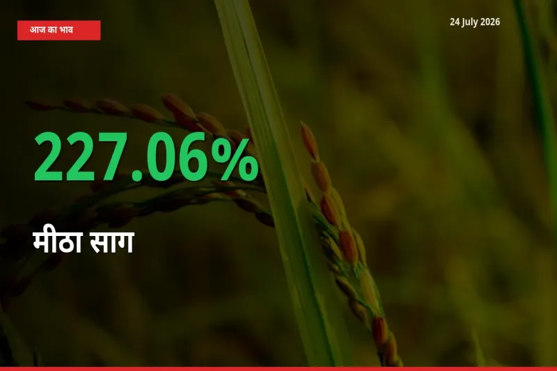 अचानक तेजी! मंडी में मीठा साग के दाम 227.06% चढ़े