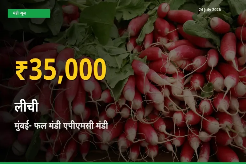 आज का मंडी भाव: मुंबई- फल मंडी एपीएमसी में लीची सबसे ऊँचे स्तर पर