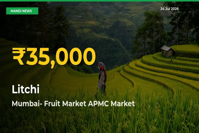 Litchi Hits Fresh High in Mumbai- Fruit Market APMC Today