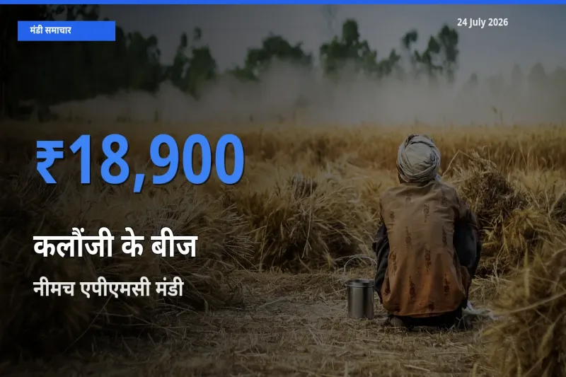 24 July अपडेट: कलौंजी के बीज के सबसे ऊँचे दाम नीमच एपीएमसी मंडी में