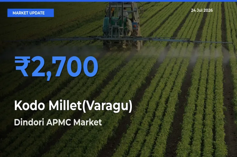 Kodo Millet(Varagu) Mandi Rate Today: Dindori APMC Tops the List