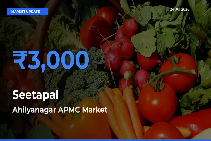 Ahilyanagar APMC Emerges as Top Mandi for Seetapal Prices Today