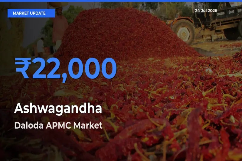 Farmers Prefer Daloda APMC as Ashwagandha Hits Highest Rate