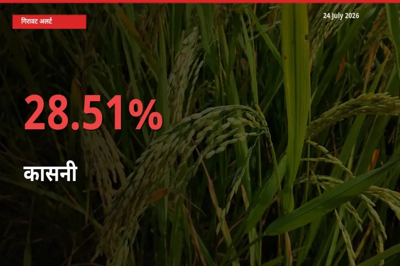 बाज़ार संकेत: कासनी के भाव मंडी में 28.51% नीचे