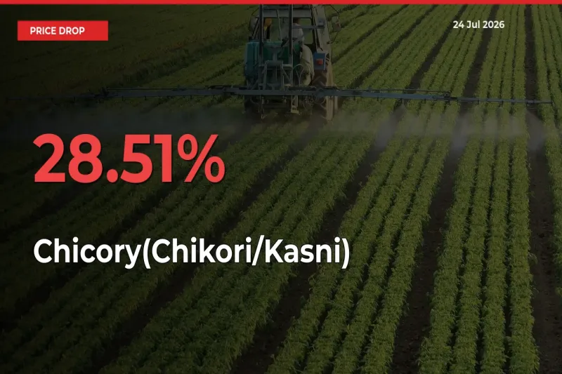 28.51% Drop in Chicory(Chikori/Kasni) Prices – Mandi Sees Sudden Fall