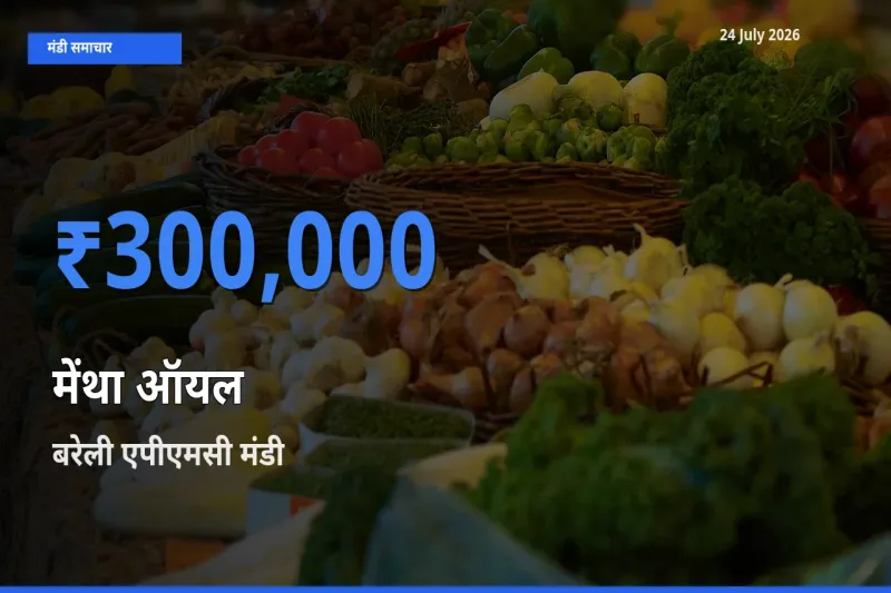 बरेली एपीएमसी मंडी में मेंथा ऑयल ₹300,000 पर पहुँचा – आज का सर्वोच्च भाव