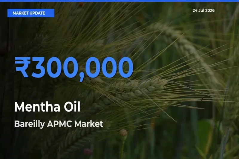 Bareilly APMC Leads as Top Mandi for Mentha Oil Prices