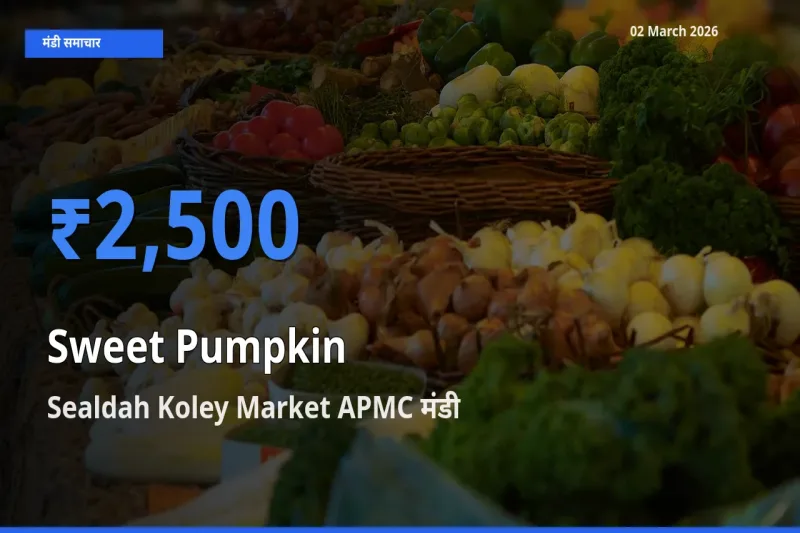 Sealdah Koley Market APMC में लाल कद्दू का आज सबसे ऊँचा भाव