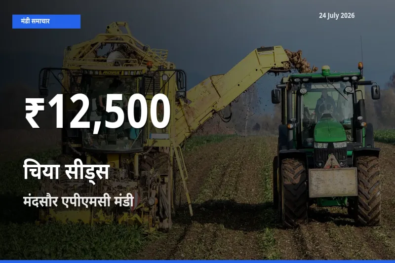 24 July अपडेट: चिया सीड्स के दाम 30 दिन के न्यूनतम स्तर पर, मंदसौर एपीएमसी