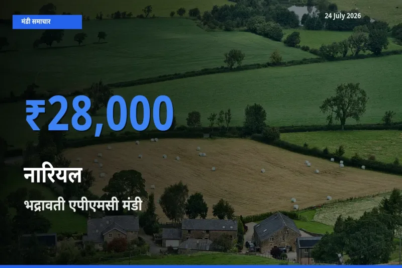 आज नारियल के सबसे ऊँचे दाम ₹28,000 भद्रावती एपीएमसी मंडी में