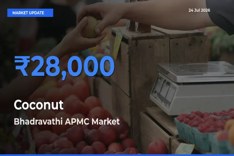 Bhadravathi APMC Offers ₹28,000 – Highest Coconut Rate Today