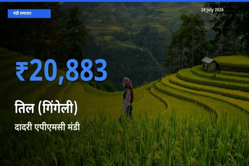 बाज़ार संकेत: दादरी एपीएमसी बना तिल (गिंगेली) के लिए आज की टॉप मंडी