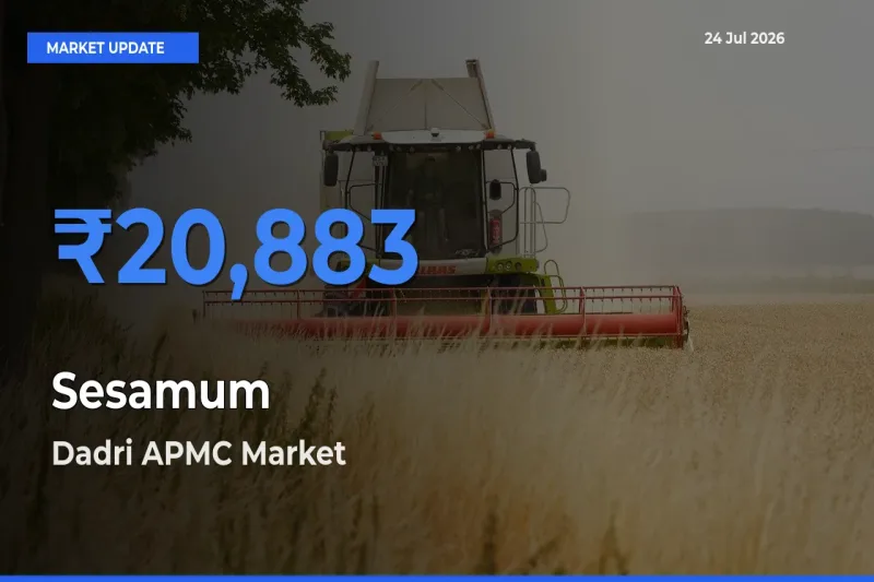 Dadri APMC Records Highest ₹20,883 Rate for Sesamum