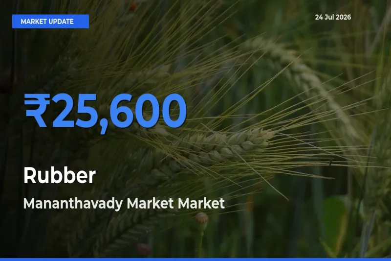 Market Watch: Mananthavady Market Becomes Top Mandi for Rubber