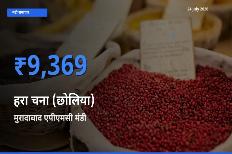 मुरादाबाद एपीएमसी मंडी में आज हरा चना (छोलिया) के सबसे ऊँचे दाम दर्ज