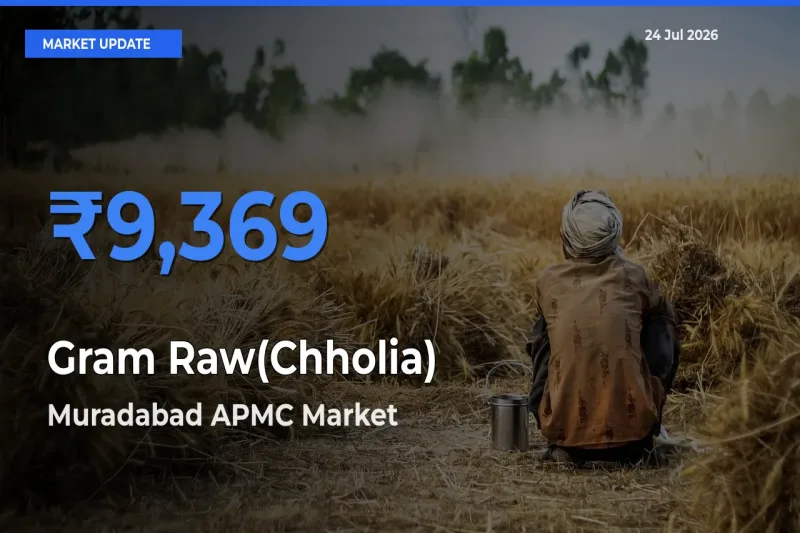 Muradabad APMC Offers ₹9,369 – Highest Gram Raw(Chholia) Rate Today