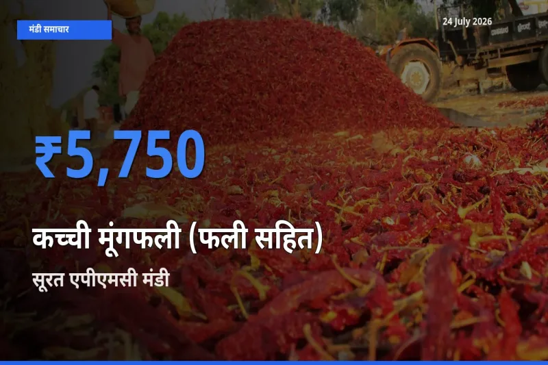 आज कच्ची मूंगफली (फली सहित) के सबसे ऊँचे दाम ₹5,750 सूरत एपीएमसी मंडी में