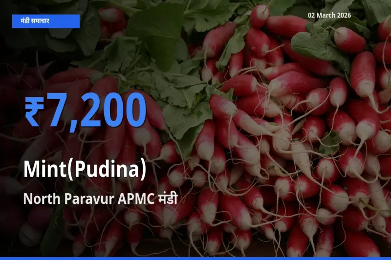 आज पुदीना के सबसे ज़्यादा दाम North Paravur APMC मंडी में दर्ज