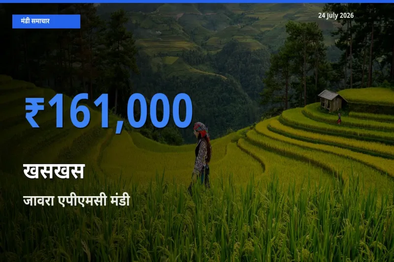 जावरा एपीएमसी मंडी में आज खसखस के सबसे ऊँचे दाम दर्ज
