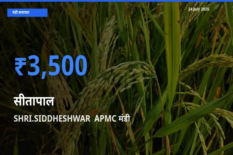 आज का मंडी भाव: सीतापाल के सबसे ज़्यादा दाम SHRI.SIDDHESHWAR  APMC में