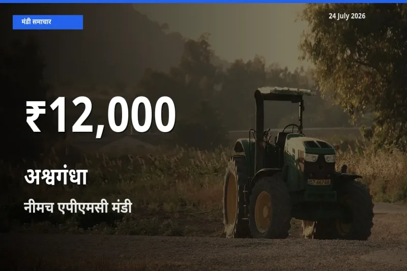 किसानों के लिए चिंता का विषय? अश्वगंधा के दाम नीमच एपीएमसी में 30 दिन के न्यूनतम स्तर पर